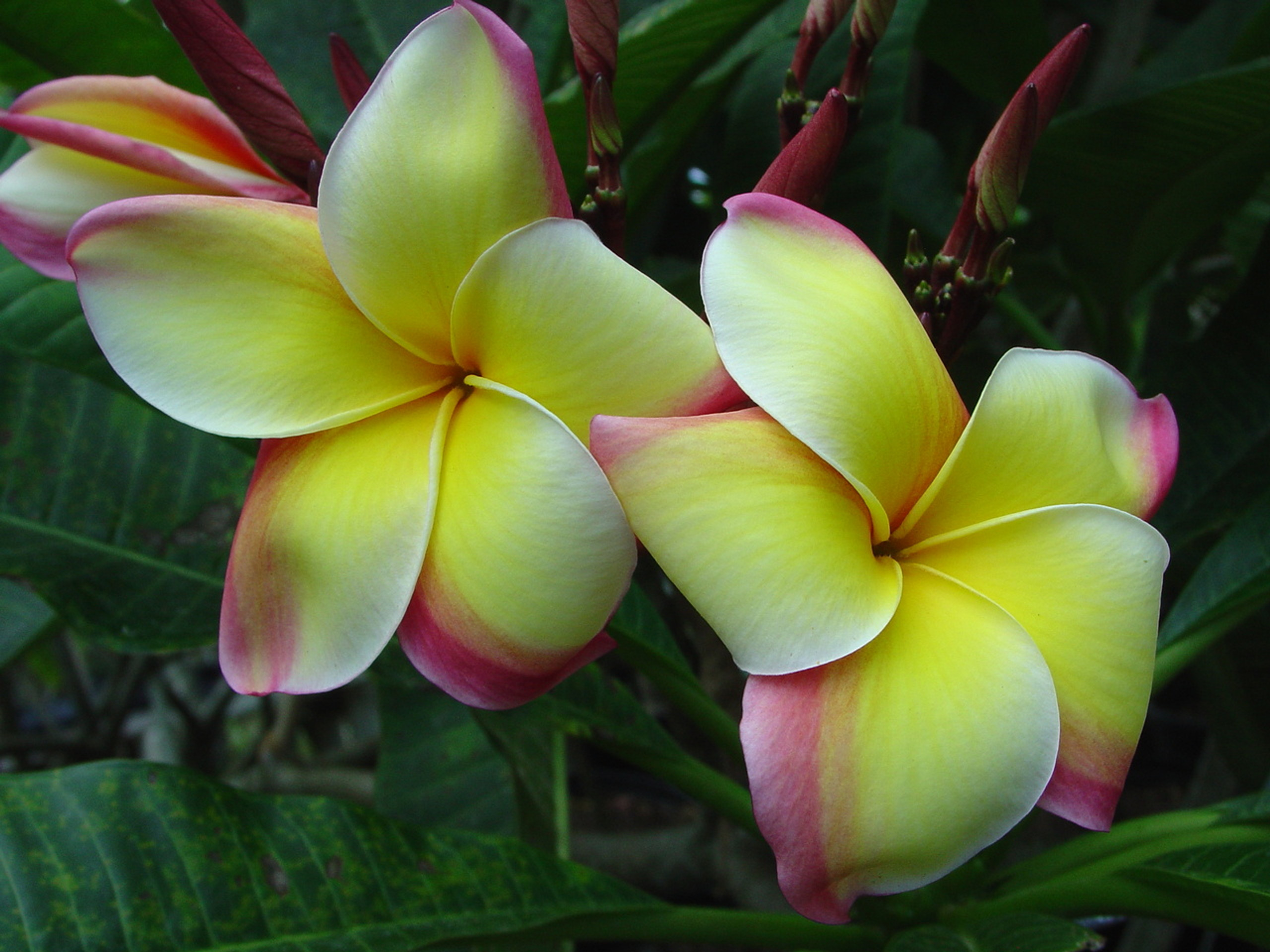 Lei Rainbow Plumeria - Florida Colors Nursery