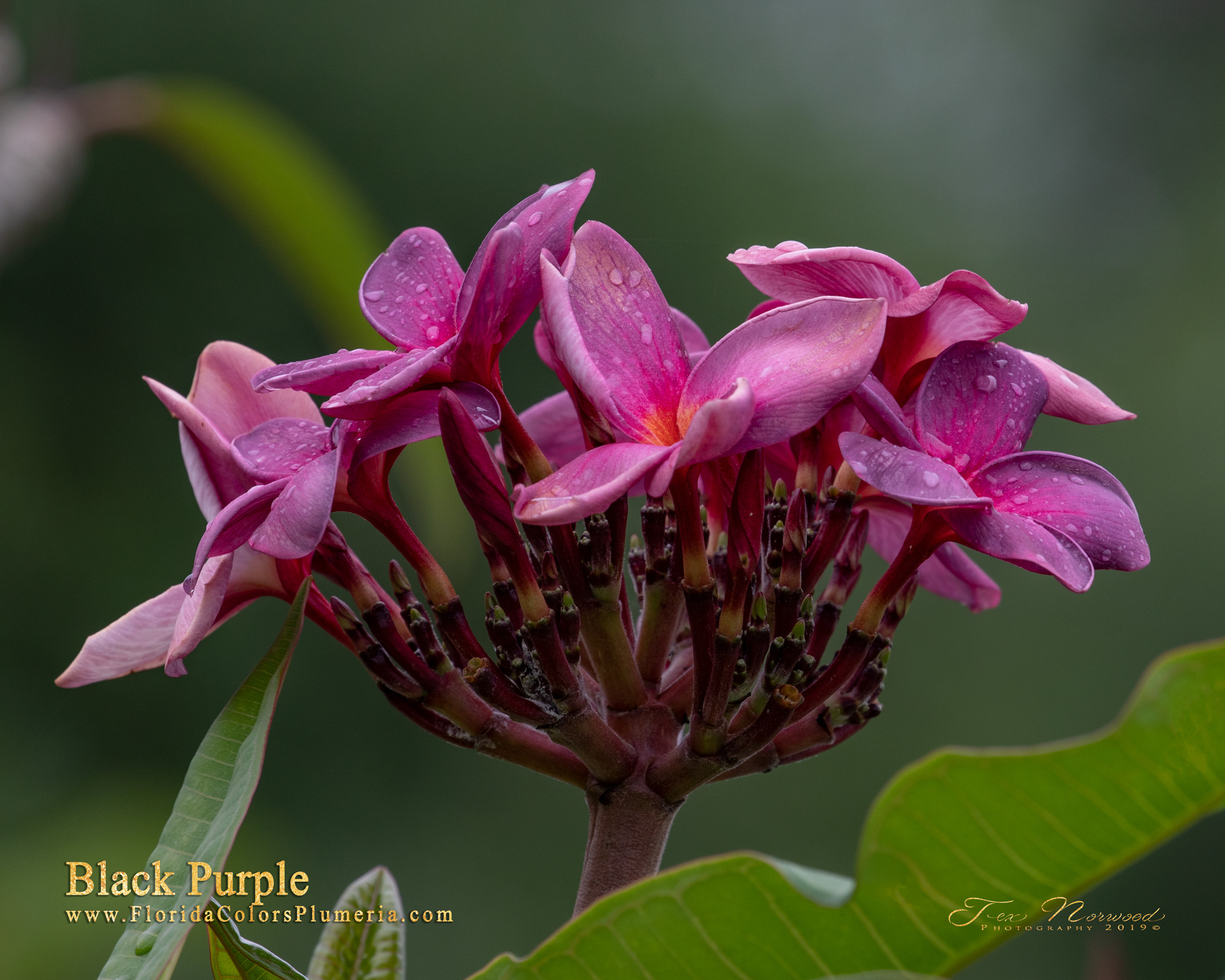 The Passion of the Purple Plumeria by Lauren Willig