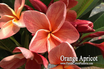 その他 plumeria Apricot Locks Plumeria