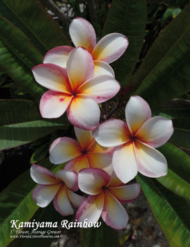 Purple Rainbow Plumeria