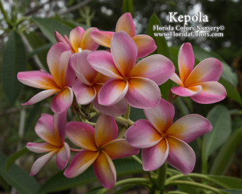 プルメリア　Petit Rainbow LITTLE RAINBOW Plumeria