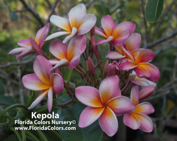 Orange Rainbow Plumeria
