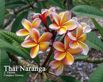 Thai Rimfire Plumeria aka 4304