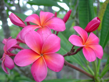 Royal Hawaiian aka Plastic Pink Plumeria