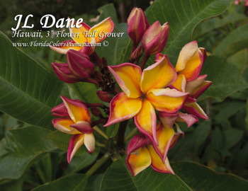 Dane JL Plumeria