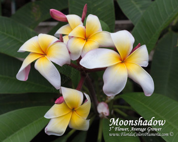 Moonshadow FCN (rooted) Plumeria Moonshadow FCN (rooted) Plumeria