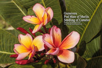Plumeria starting with the letter 