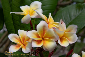Grafted Plumeria aka Frangipani with the predominate color of