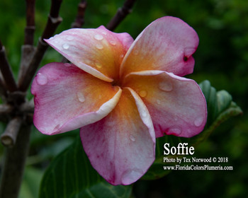 Texas Soffie FCN Plumeria