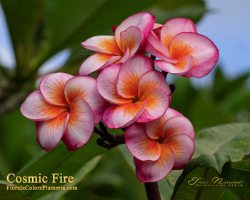 Toba's Fire Plumeria