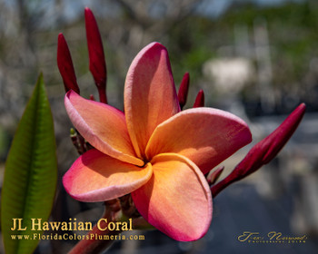 Hawaiian Coral JL Plumeria