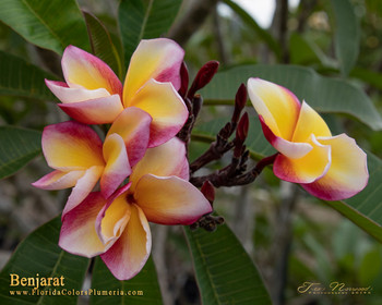 Benjarat Plumeria Benjarat Plumeria