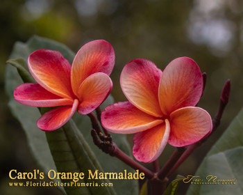 Carols Orange Marmalade  FCN Plumeria