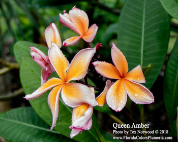 Queen Amber JJ Plumeria