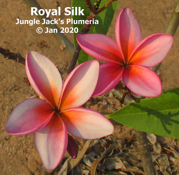 Royal Silk JJ Plumeria