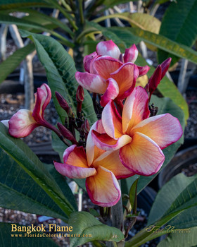 Bangkok Flame Plumeria