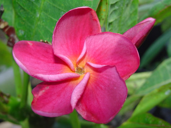 Grafted Plumeria aka Frangipani with the predominate shade of Purple or ...