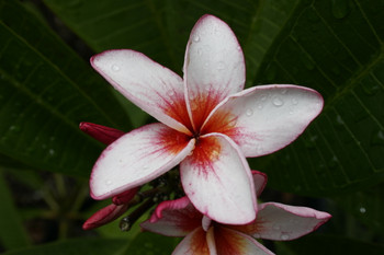 Plumeria starting with the letter 