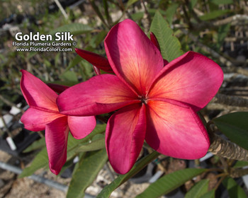 Golden Silk Plumeria