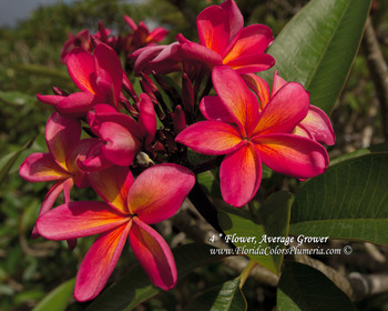 Moragne #9 Plumeria