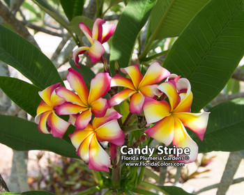 Gold Coast Cotton Candy Plumeria