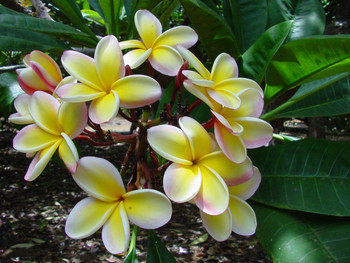 Orange Rainbow Plumeria