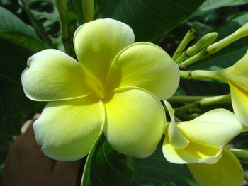 Limoncello FCN Plumeria