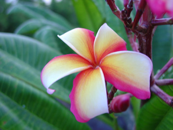 Grafted Plumeria aka Frangipani with the predominate color of