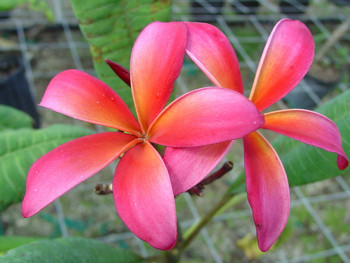 Kauka Wilder Plumeria