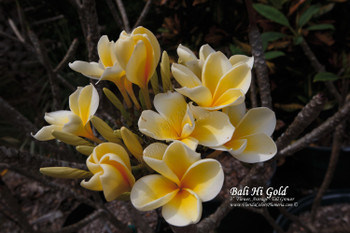 Bali Hai Gold Plumeria