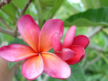 Plumeria starting with the letter 