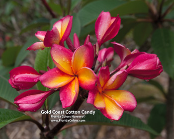 Gold Coast Cotton Candy Plumeria