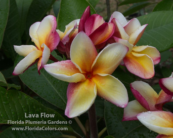 Lava Flow (rooted) Plumeria