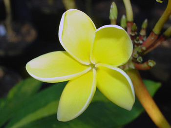 Gold Coast Cotton Candy Plumeria