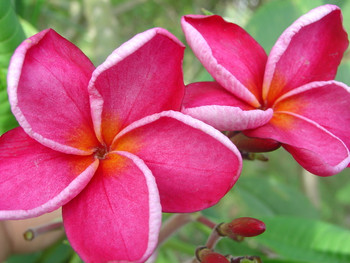 Kaneohe Sunburst (grafted with roots) Plumeria - Plumeria by Florida ...