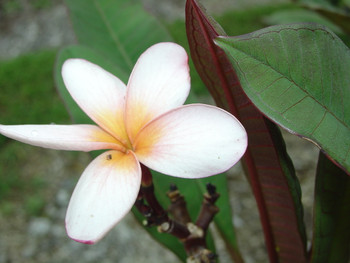 Calcutta Star Plumeria