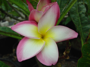 Mary Helen Eggenberger Plumeria