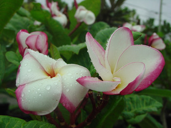 Sweet Valentine Plumeria