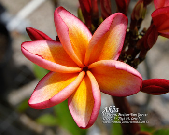 Grafted Plumeria aka Frangipani with multiple colors from the Rainbow