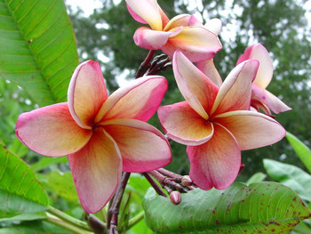 プルメリア　Golb Coast Cotton Candy Gold Coast Cotton Candy Plumeria