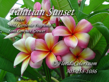 Tahitian Sunset Plumeria