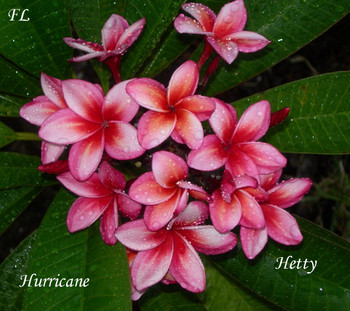 Hurricane Plumeria