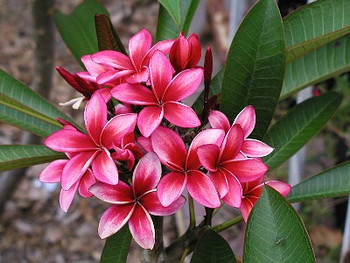 Fireblast Plumeria