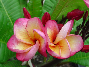 Jack 2 Plumeria ( rooted) aka Lady Fruit Plumeria