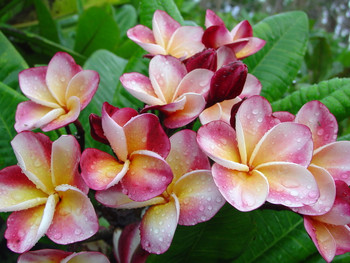 Super Round Plumeria Introduced by Jungle Jack aka J115 Super Round Plumeria Introduced by Jungle Jack aka J115