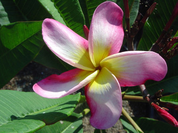Purple Jack Plumeria
