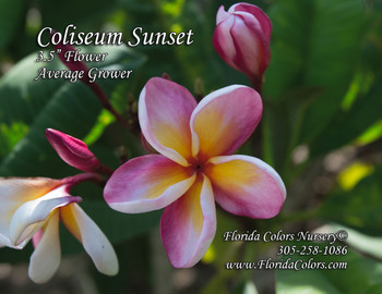 Tahitian Sunset Plumeria