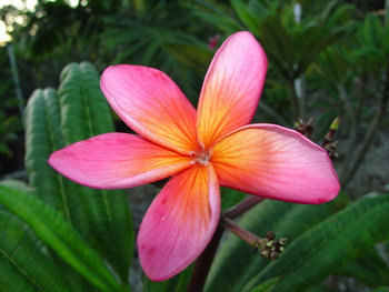 Grafted Plumeria aka Frangipani with multiple colors from the