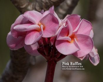 Pink Ruffles Plumeria