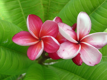 Blazing Star Plumeria